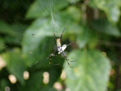 Trichonephila plumipes