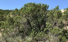Juniperus pinchotii