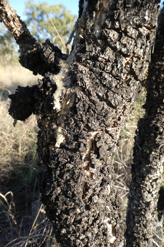 Image of Vachellia suberosa by (c) Shelley James, some rights reserved (CC BY)