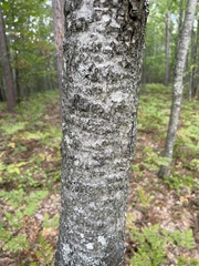 Populus grandidentata