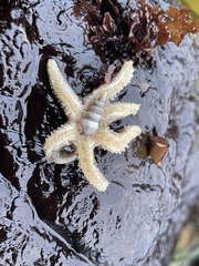 Leptasterias hexactis