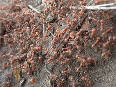 Pogonomyrmex californicus