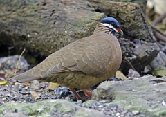 Starnoenas cyanocephala