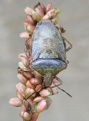 Pentatomidae