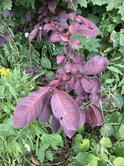 Cotinus coggygria