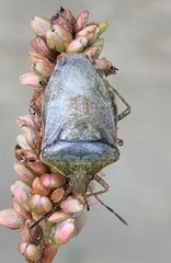Pentatomidae