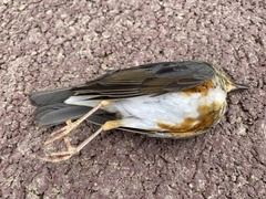 Turdus hortulorum