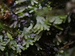 Riccardia chamedryfolia