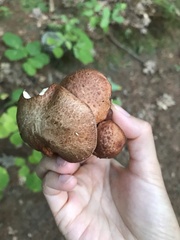 Suillus granulatus