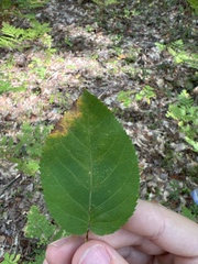 Amelanchier arborea