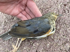 Turdus hortulorum
