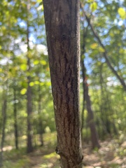 Amelanchier arborea