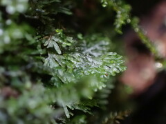 Riccardia chamedryfolia