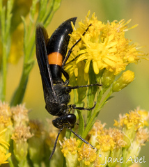Stizoides renicinctus