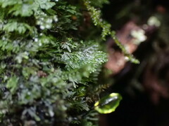 Riccardia chamedryfolia