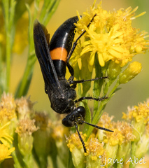 Stizoides renicinctus