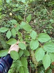 Philadelphus lewisii