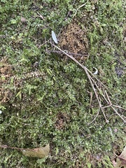 Plagiomnium cuspidatum