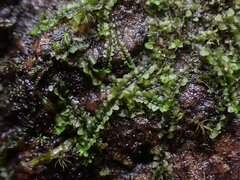 Jungermannia atrovirens