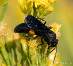 Stizoides renicinctus