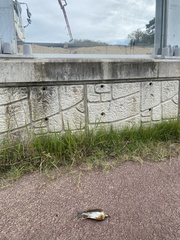 Turdus hortulorum