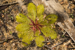 Drosera bulbosa