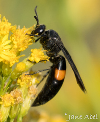 Stizoides renicinctus