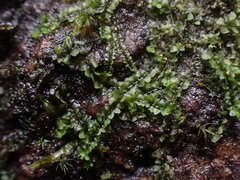 Jungermannia atrovirens