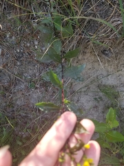 Solidago hispida huronensis