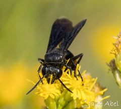 Stizoides renicinctus