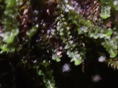 Jungermannia atrovirens