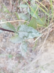 Solidago hispida huronensis