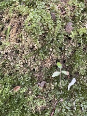 Plagiomnium cuspidatum