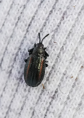 Microrhopala vittata
