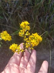 Solidago hispida huronensis