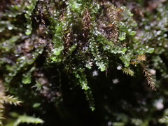 Jungermannia atrovirens