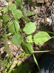 Amelanchier arborea