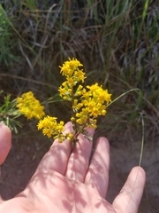 Solidago hispida huronensis