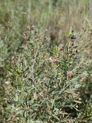 Baccharis salicina