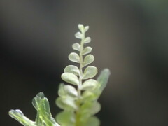 Plagiochila