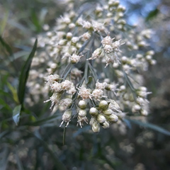 Baccharis neglecta