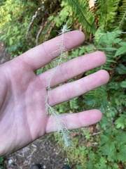 Usnea longissima