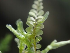 Plagiochila