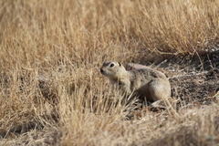 Urocitellus richardsonii