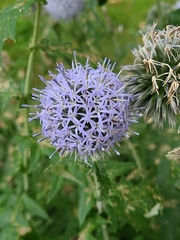 Echinops bannaticus