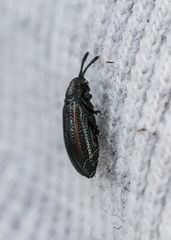 Microrhopala vittata