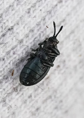 Microrhopala vittata