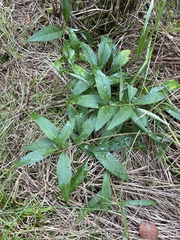 Lysimachia thyrsiflora