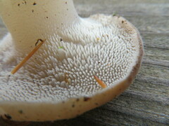 Pseudohydnum gelatinosum