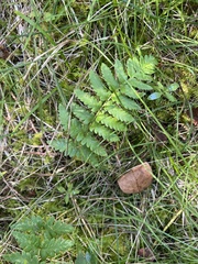 Dryopteris cristata